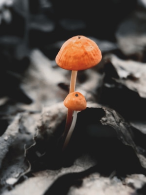 花花草草-生活-风景-蘑菇-菌类 图片素材