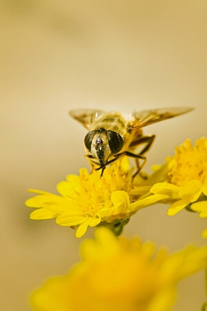 手机微距-自然界-昆虫-蜜蜂-花 图片素材