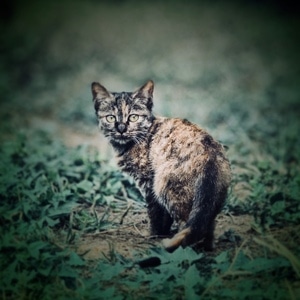 宠物-生活随拍-公园-猫-野猫 图片素材