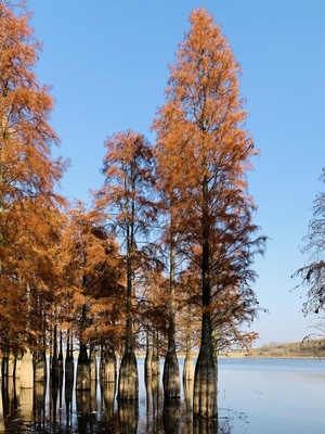 风景-树-红杉林-人像-手机摄影 图片素材