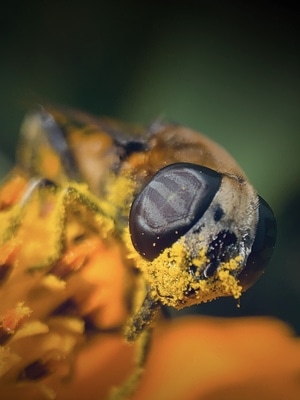 花花草草-微观世界-自然界-昆虫-微距 图片素材