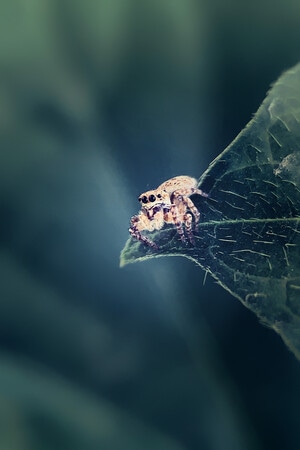 苹果-微距-昆虫-自然界-蜘蛛 图片素材