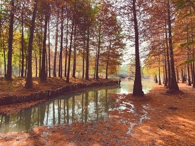 公园-生活随拍-红杉-秋-风景 图片素材