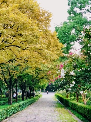 花花草草-苹果-风景-风景-明孝陵神道 图片素材