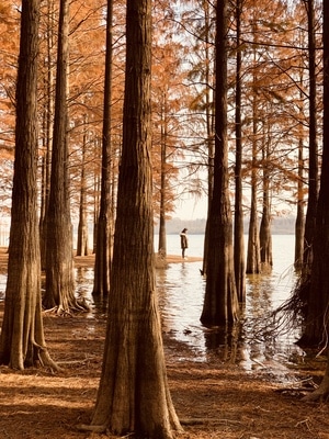 风景-树-红杉林-人像-手机摄影 图片素材