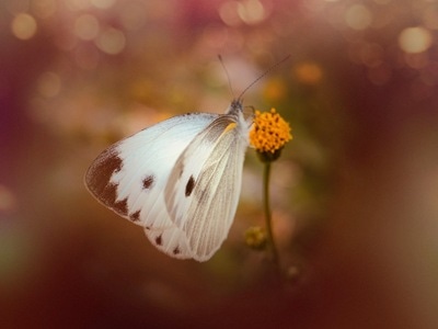 微观世界-蝶-手机摄影-蝴蝶-昆虫 图片素材