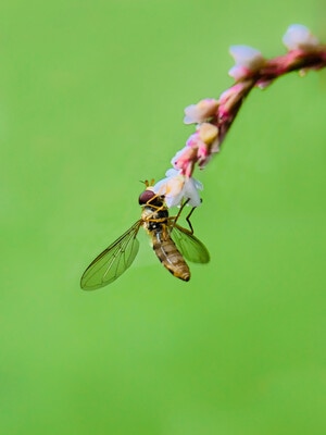 蜂-微距-小清新-昆虫-蜜蜂 图片素材