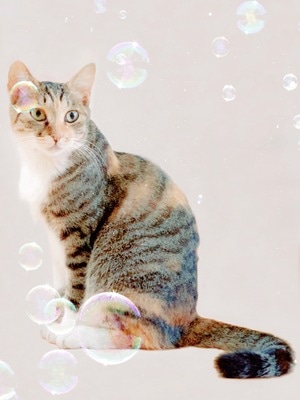 动物-生活-猫-宠物-萌宠 图片素材