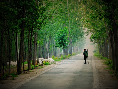 羊-放羊-牧羊人-道路-马路 图片素材