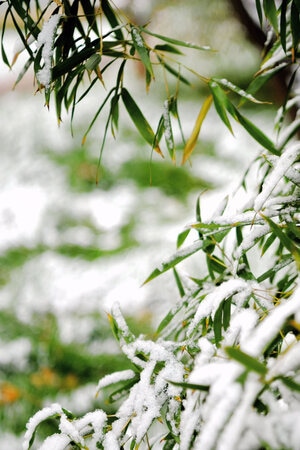 竹子-雪-竹叶-植物-竹子 图片素材