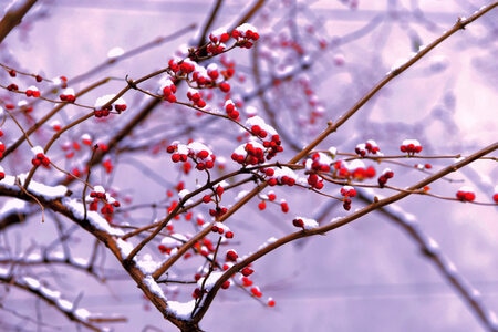 雪-树枝-梅花-红梅-花 图片素材