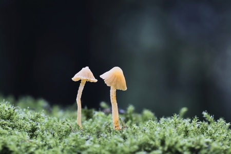 微距-生态-自然-菌-菌 图片素材