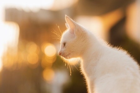 萌宠-猫咪-动物-萌宠-猫咪 图片素材