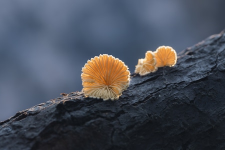 微距-生态-你好2020-植物-蘑菇 图片素材
