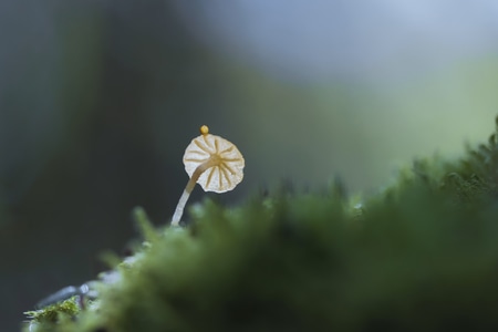 植物-菌-蘑菇-微距-你好2020 图片素材