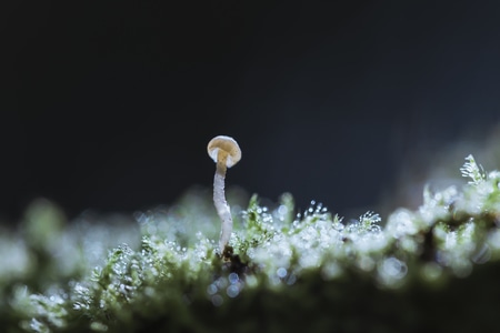 你好2020-微距-植物-菌-蘑菇 图片素材