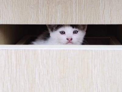 手机摄影-萌宠-猫咪-猫-动物 图片素材