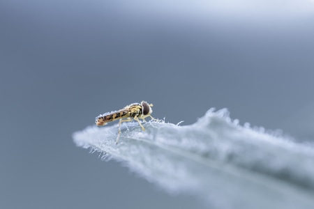 昆虫-你好2020-微距-昆虫-毛毛虫 图片素材