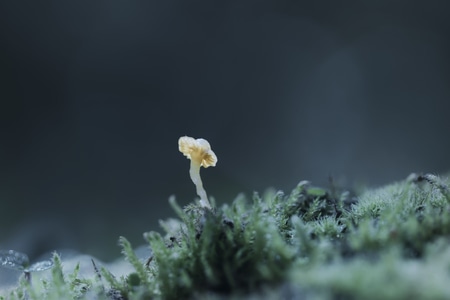 你好2020-微距-蘑菇-菌-植物 图片素材