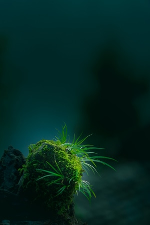 溪水-苔藓-尼康-你好2020-重庆 图片素材