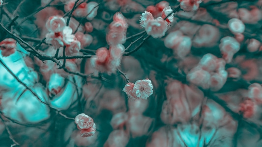 植物-立春-色彩-自然-重庆 图片素材