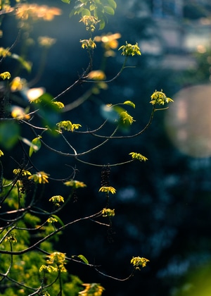 植物-花卉-色彩-尼康-节气 图片素材