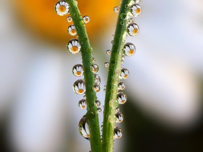 微距-水珠-花-水珠花-水滴 图片素材