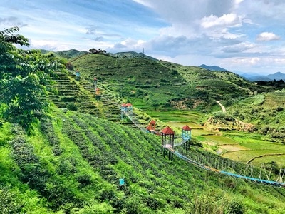三明市-大田-高山茶-风光-风景 图片素材