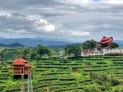 三明市-大田-高山茶-风光-风景 图片素材