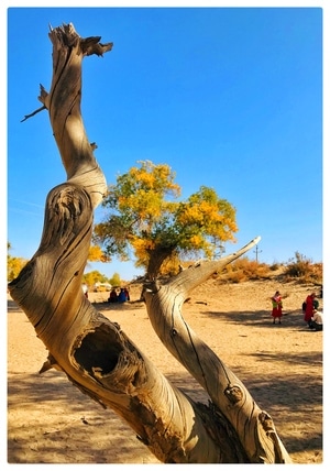 阿拉善盟-怪树林-胡杨树-树木-风景 图片素材