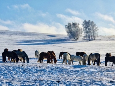 赤峰市-克什克腾旗-坝上冬季-风景-自然 图片素材