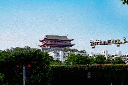 随拍-福州市-风光-藤蔓-树 图片素材