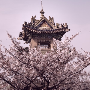 你好2020-旅行-春天-南京-樱花 图片素材