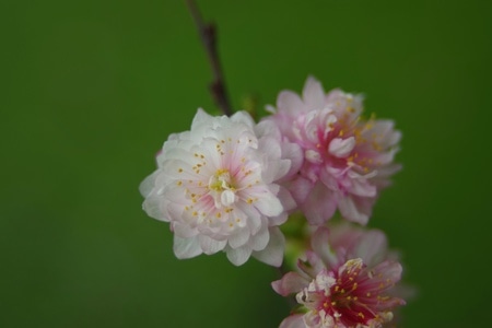彩色的时间-天边的云朵-花-花朵-植物 图片素材