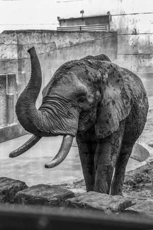 大象-特写-动物-非洲象-野生动物 图片素材