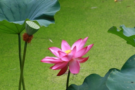 荷塘之光-随手拈来-花卉-花-花朵 图片素材