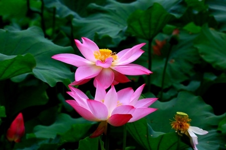 荷塘之光-随手拈来-花卉-花-花朵 图片素材