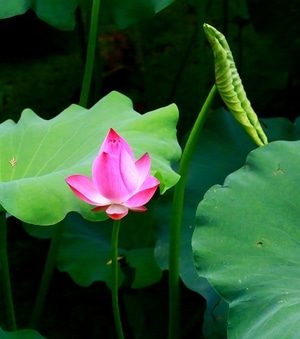 荷塘之光-随手拈来-花卉-花-花朵 图片素材