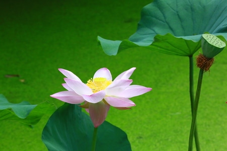 荷塘之光-随手拈来-花卉-花-花朵 图片素材