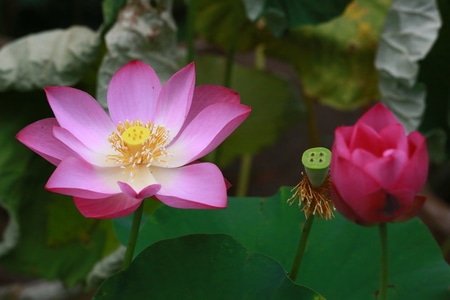 荷塘之光-随手拈来-花卉-花-花朵 图片素材
