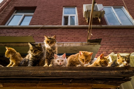 街拍-纪实-动物-猫-猫群 图片素材