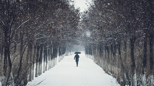 纪实-街拍-雪景-风景-树 图片素材