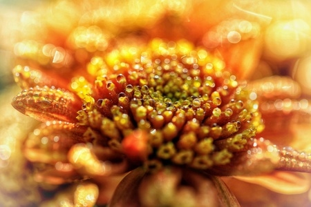 原创-南京江宁湖熟菊花基地-秋菊-花-花朵 图片素材