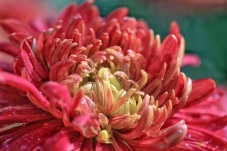 原创-南京江宁湖熟菊花基地-秋菊-花-花朵 图片素材