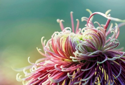 原创-南京江宁湖熟菊花基地-秋菊-花-花朵 图片素材