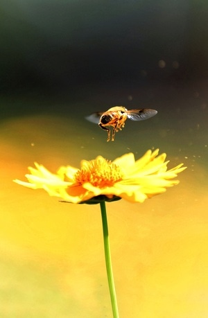 蜂-花-抓拍-植物-花 图片素材