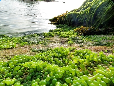 我的2019-在海边-爱植物-海边-海藻 图片素材