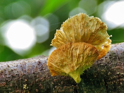 爱植物-花花草草-微观世界-植物-菌类 图片素材