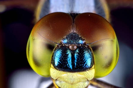 微距-色彩-蜻蜓-蜻蜓-蜻蜓头部 图片素材