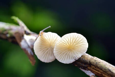 自然-蜗牛-软体动物-蘑菇-真菌 图片素材